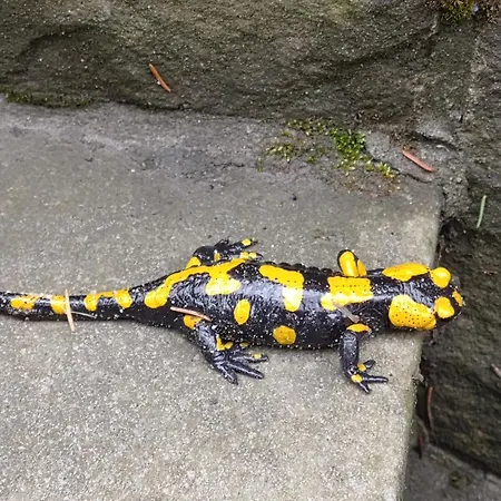 Miodowa W Straconce * ビエルスコ・ビアバ