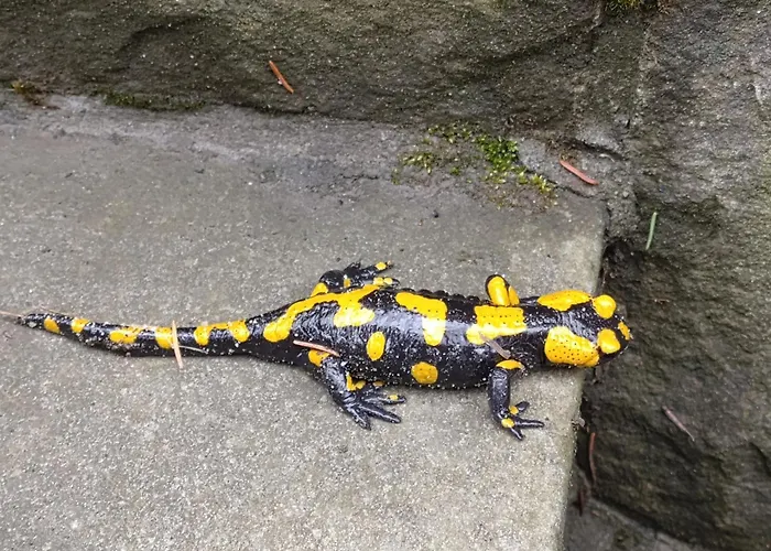 Miodowa W Straconce * ビエルスコ・ビアバ